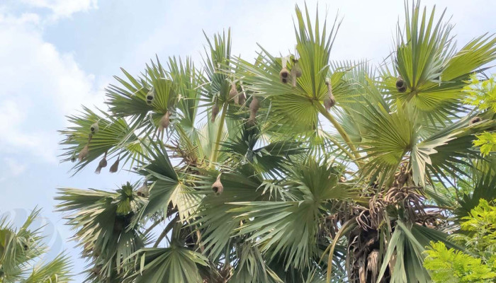 বাসা নিয়ে ‘শিল্পের বড়াই’ করা বাবুই এখন বিলুপ্তির পথে