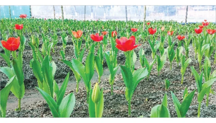 পর্যটকদের জন্য উন্মুক্ত হলো টিউলিপ উদ্যান