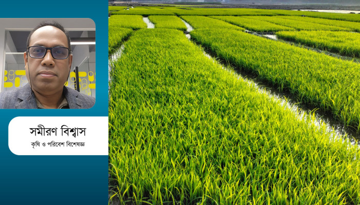 আমনের ক্ষতি পোষাতে বোরো উৎপাদনে করণীয়