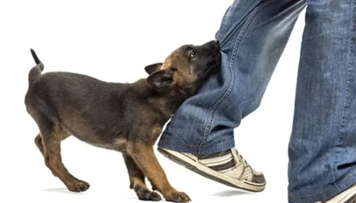 রাজশাহীতে কুকুরের কামড়ে শিশুসহ ১২ জন আহত: আতংকিত এলাকাবাসী