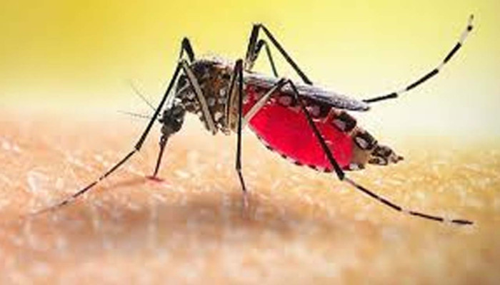 ডেঙ্গুতে আক্রান্ত হয়ে নতুন করে ৬ জনের মৃত্যু,  ৯৮৩ হাসপাতালে ভর্তি!