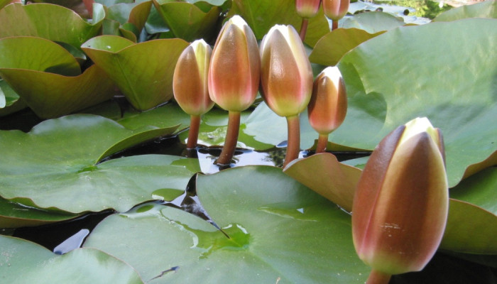 নির্বাচনী নতুন প্রতিক ‘শাপলা কলি’