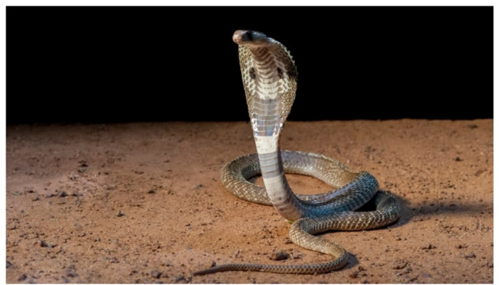 রাজধানীতে বাড়ছে বিষাক্ত সাপের উপদ্রপ! আতংকে রাজধানীবাসী