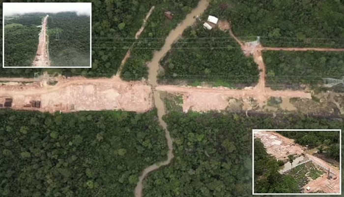 ব্রাজিলে ১ লাখ গাছ কেটে ‘জলবায়ু বাঁচাও আন্দোলন’