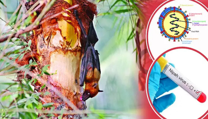 ​৩৫ জেলায় নিপাহ ভাইরাস শনাক্ত!